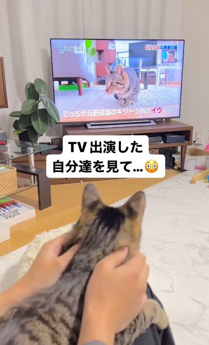 膝の上でテレビをチェックするイヴくん