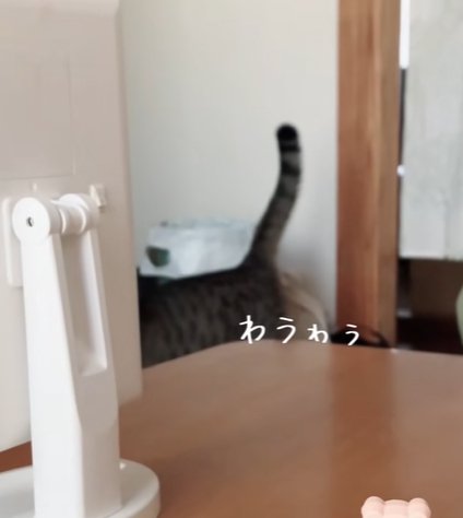 リビングを歩く猫の胴体から下のみ(わぅゎぅ)