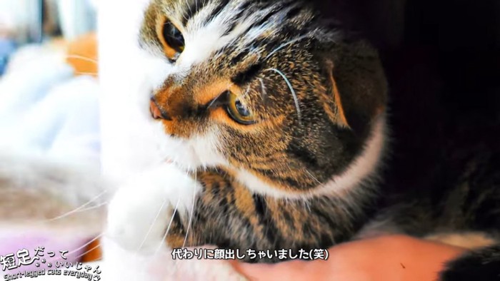 ハウスから顔を出す猫