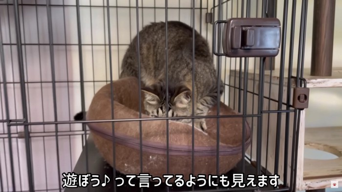 ハウスに乗る猫