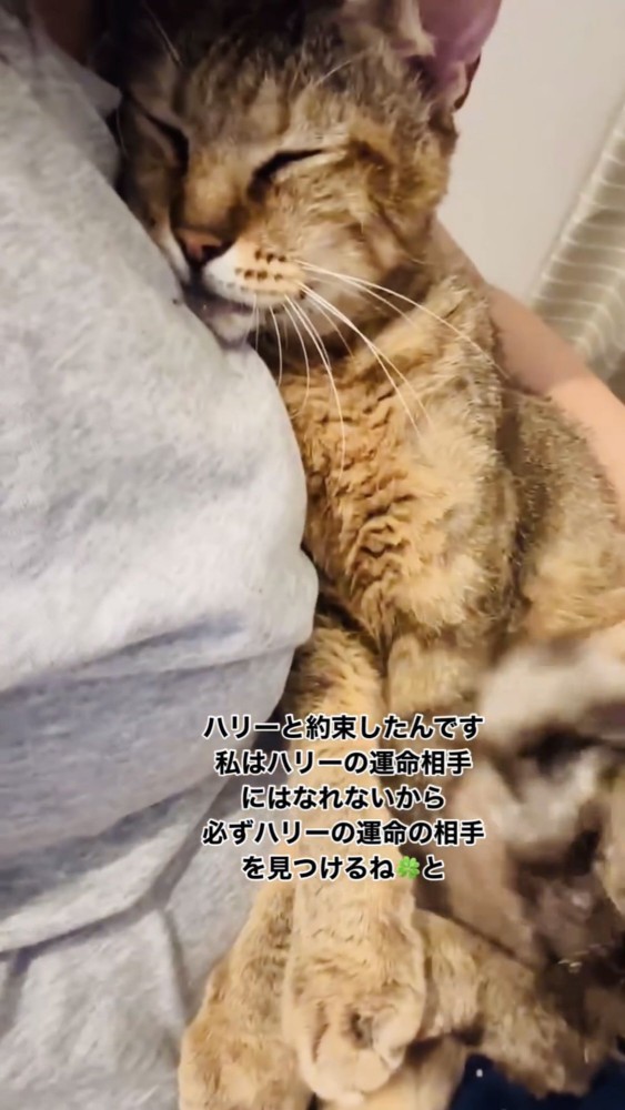 抱きしめられる猫