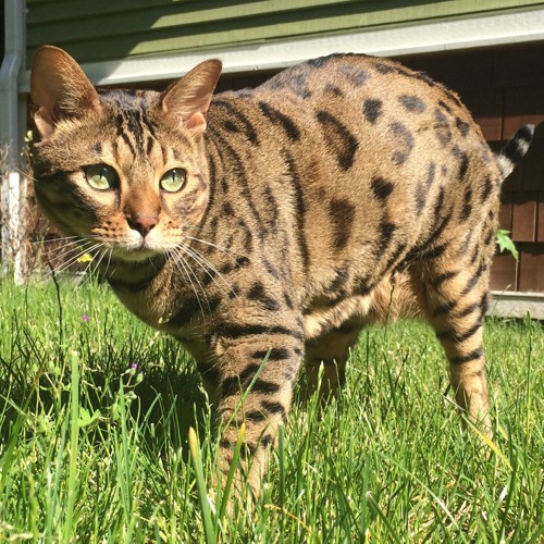 草地を歩くチートーキャット