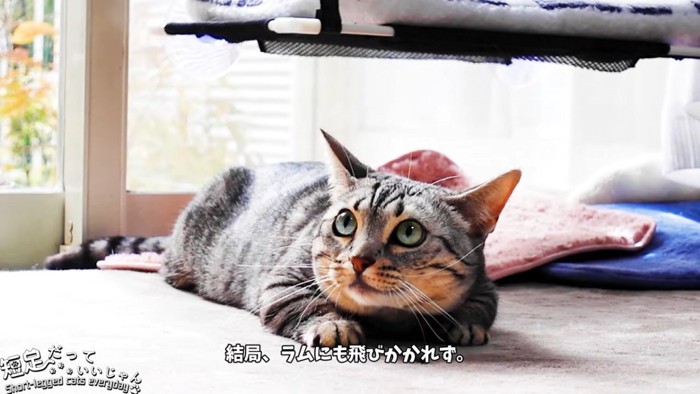 上を見る猫