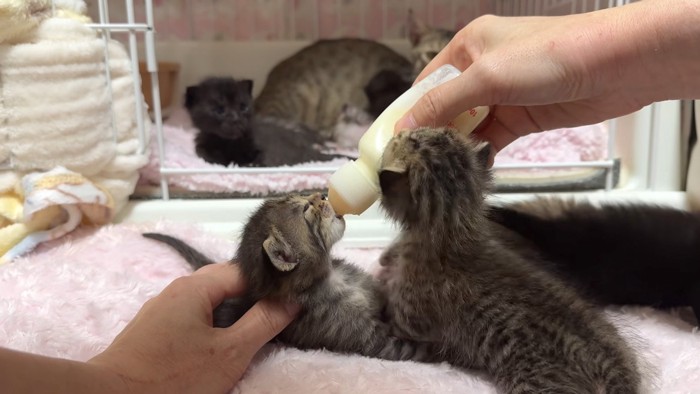 寄ってくる猫