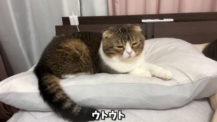 目を細める猫