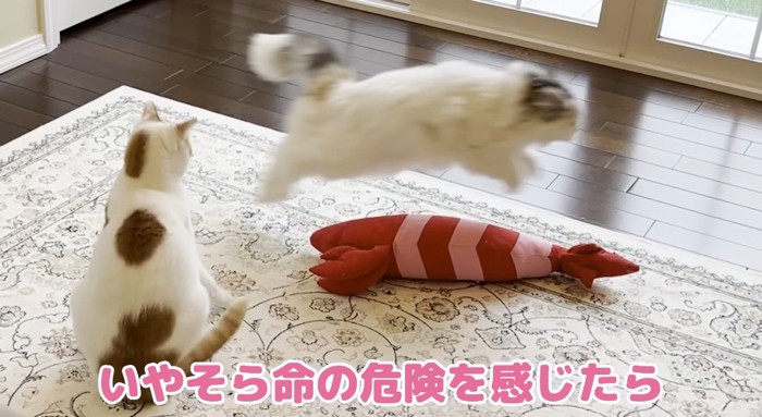 ジャンプする猫