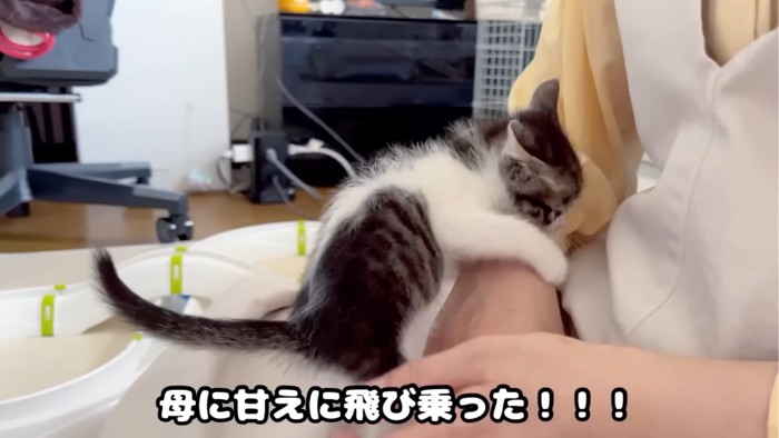 膝の上に飛び乗る子猫