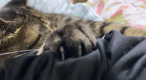 飼い主の服に爪を食い込ませるキジトラ猫