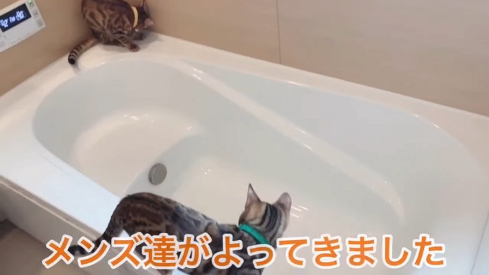 お風呂にいる2匹の猫