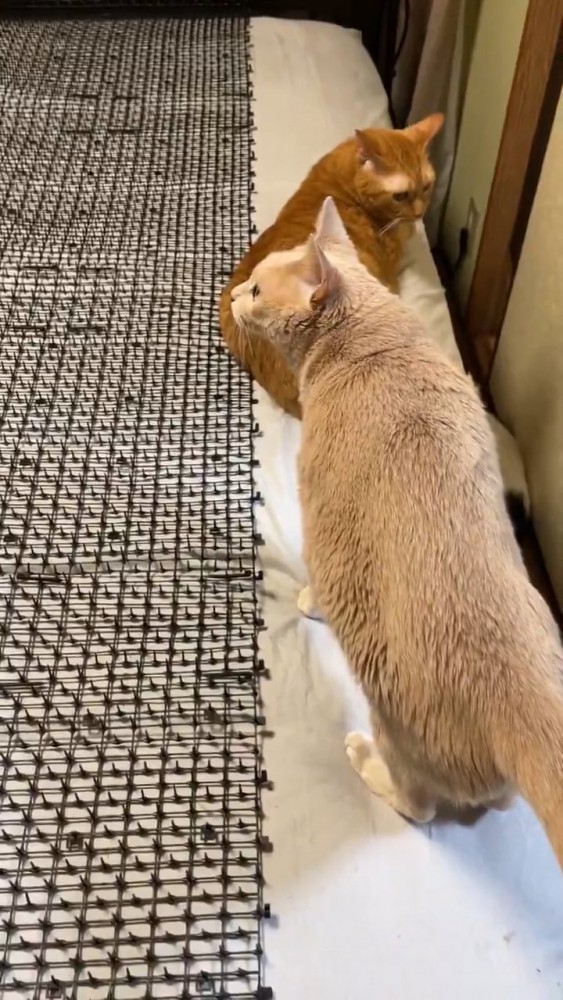2匹の茶色の猫