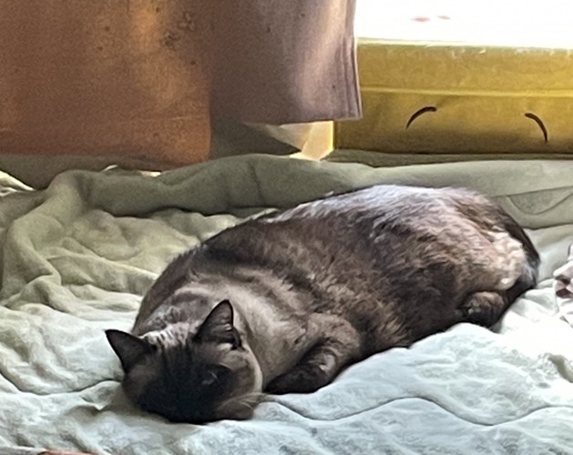 人間のベッドで眠る猫