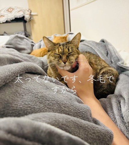 飼い主さんに顎を撫でられるキジトラ猫