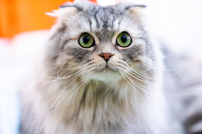 こちらを見つめるスコティッシュフォールド