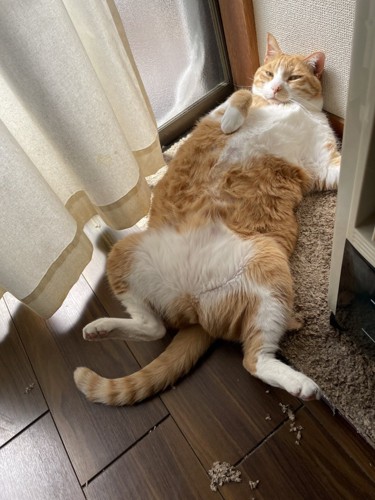 足を広げて仰向けになってくつろぐ猫