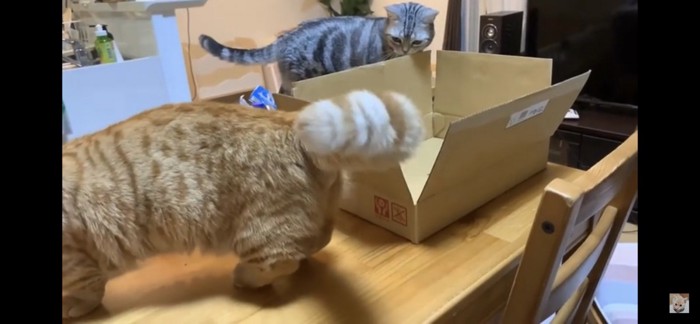 ダンボールの周りをうろつく猫