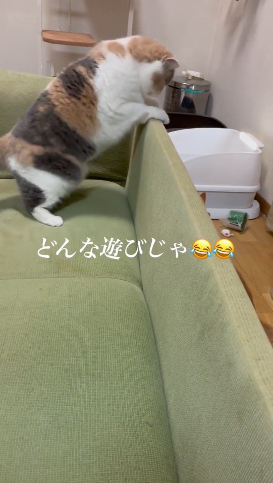 ソファの裏に隠れた茶トラ猫をのぞき込む三毛猫