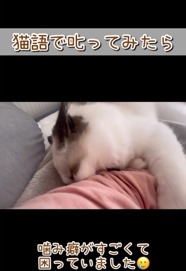 腕に噛みつく猫