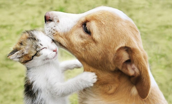 可愛すぎる子猫を優しく舐める犬