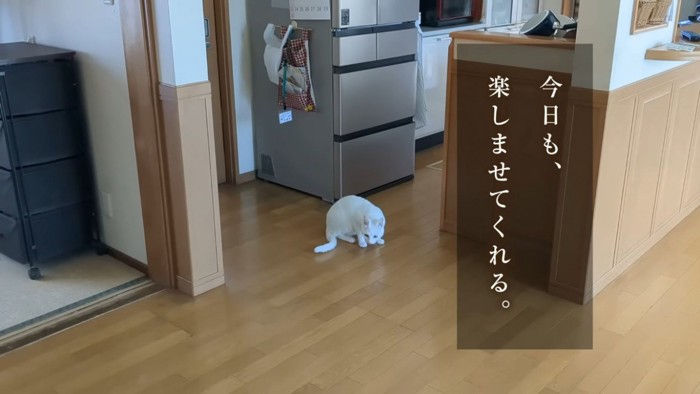 いたずらが見つかった猫%％少し気まずそう...