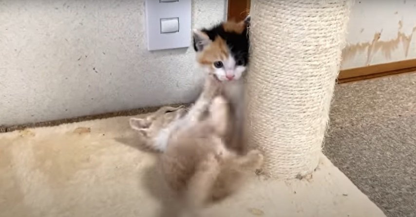 じゃれる2匹の子猫