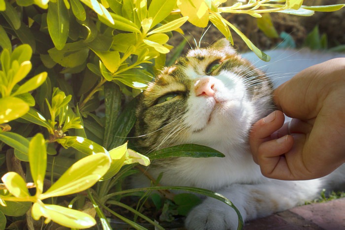 喉を撫でられる猫