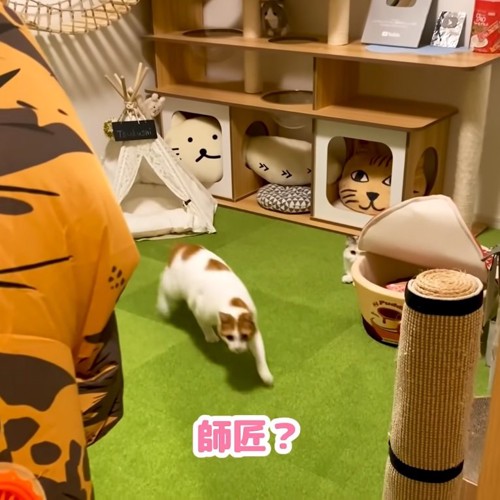 慌てる猫