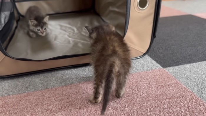 威嚇する子猫2