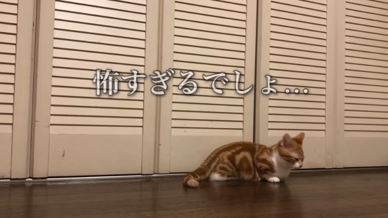 クローゼット前に座る猫