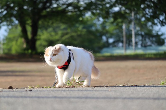 ハーネスを付けて歩く猫