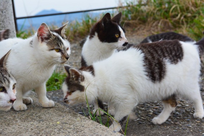 集まる猫