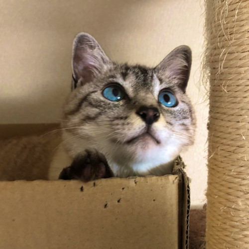 見上げる猫