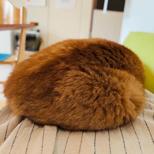 丸まっている猫