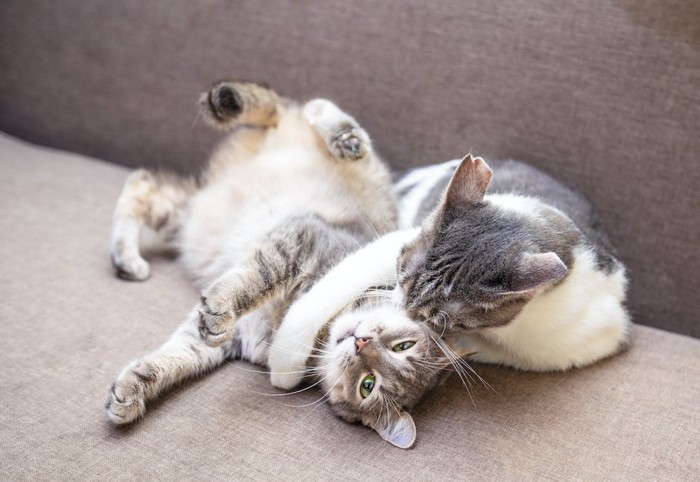 ジャレあって遊ぶ二匹の子猫