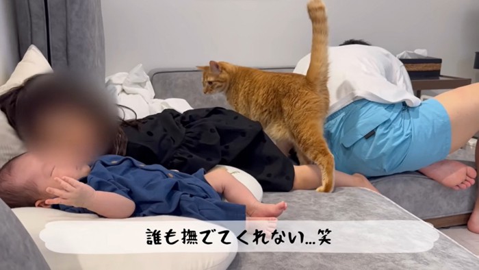 とらまる「誰か撫でてよ…」