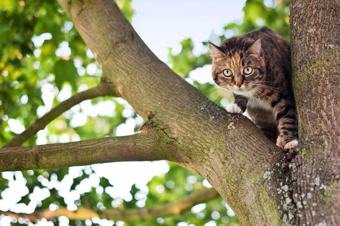 木の上の猫