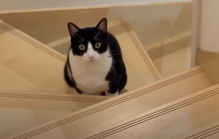 猫の様子