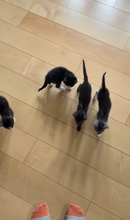 足に向けて歩いてくる子猫たち