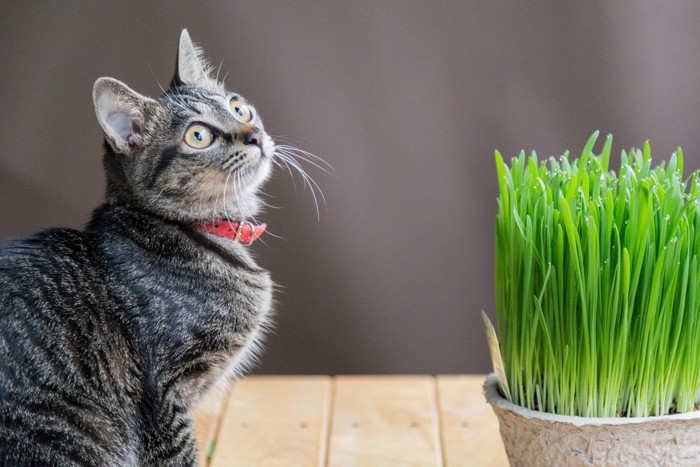 猫と猫草