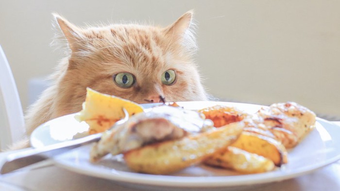 テーブルの上の食事を狙う猫