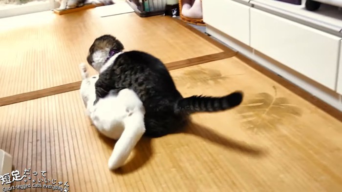 取っ組み合いになる猫