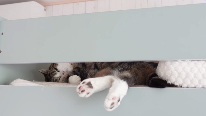 足を出す猫