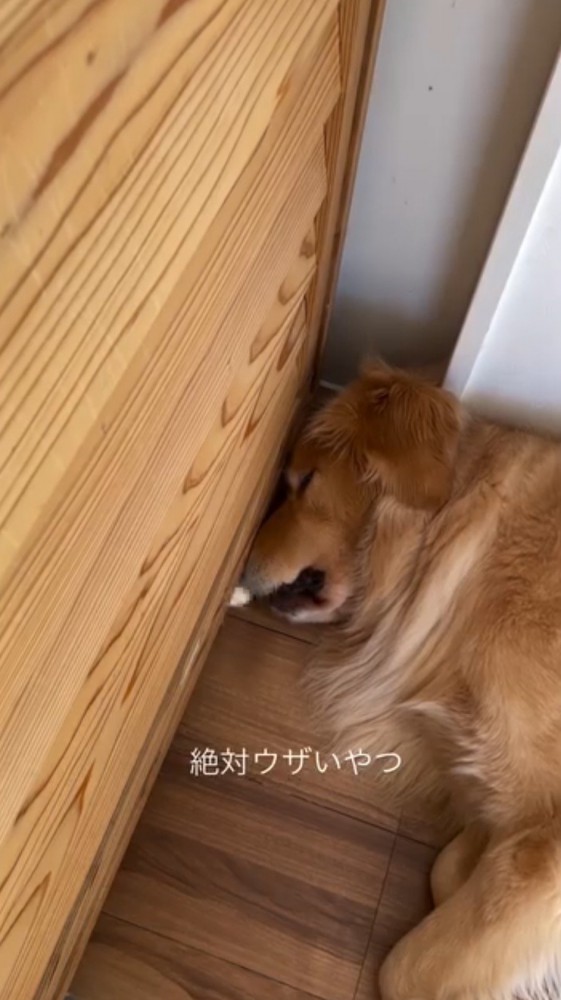 壁際で眠ろうとする犬