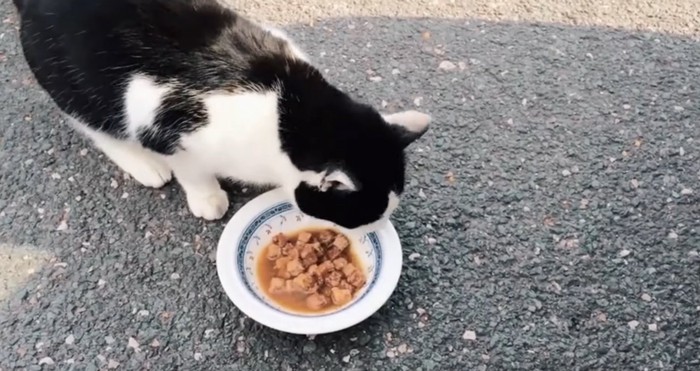 エサを食べる猫