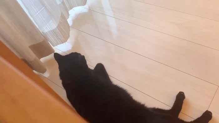 寝そべる黒猫