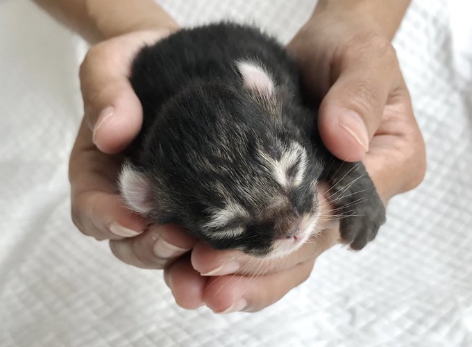 掌の中の生まれて間もないアメリカンカールの子猫