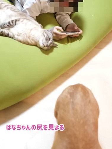 「はなちゃんの尻…」と書かれた写真