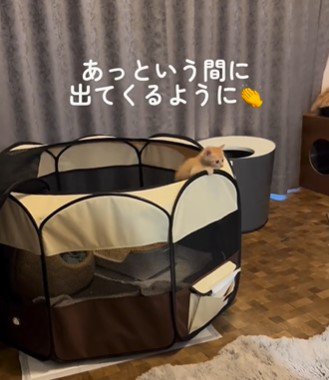 ついにお部屋から脱走