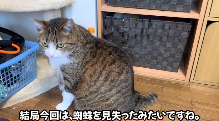 振り返る猫