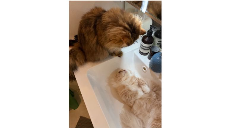 洗面台の猫