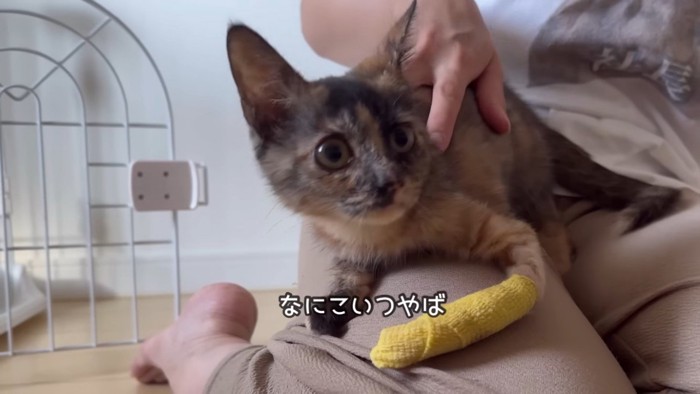 パパを睨む子猫